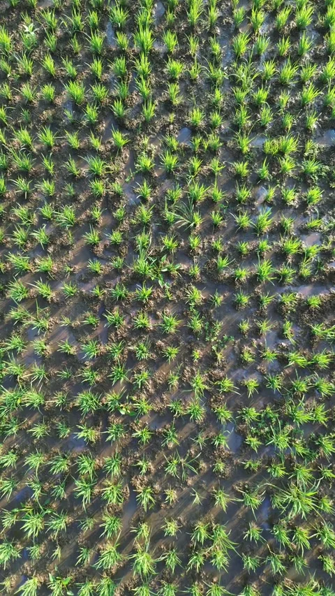 Drone Tracking Shot Above Young Rice Plants Stock Footage 337363112