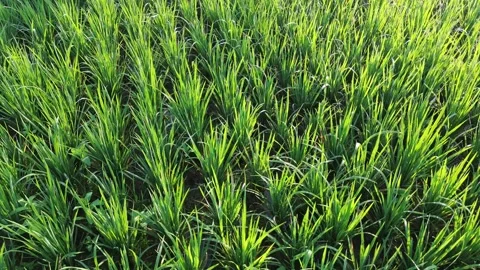 Drone Tracking Shot Above Young Rice Plants Stock Footage 337363127
