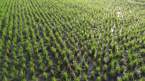 Drone Tracking Shot Above Young Rice Plants Vídeo Stock 337363131