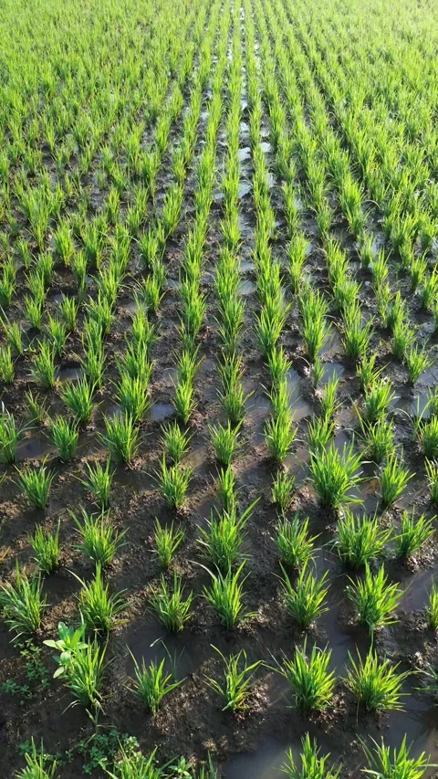Drone Tracking Shot Above Young Rice Plants Vídeo Stock 337363141