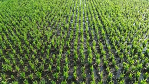 Drone Tracking Shot Above Young Rice Plants Stock Footage 337363158