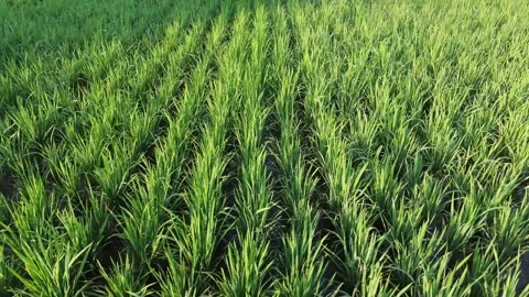 Drone Tracking Shot Above Young Rice Plants Stock Footage 337363177