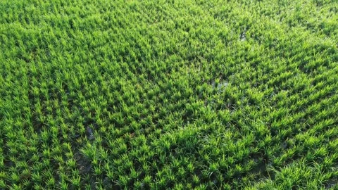 Drone Tracking Shot Above Young Rice Plants Vídeo Stock 337363187