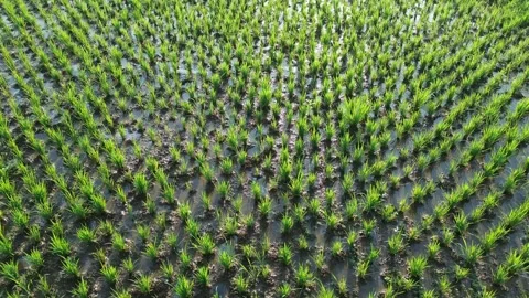 Drone Tracking Shot Above Young Rice Plants Vídeo Stock 337363191