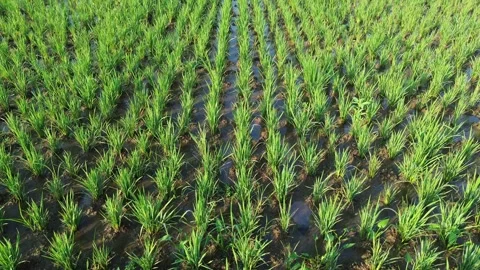 Drone Tracking Shot Above Young Rice Plants Stock Footage 337363196