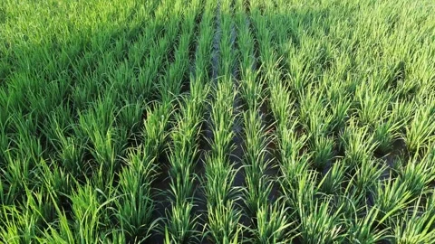 Drone Tracking Shot Above Young Rice Plants Vídeo Stock 337363205