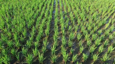 Drone Tracking Shot Above Young Rice Plants Stock Footage 337363223