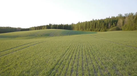Drone tracking shot green rolling field in sunset low angle Stock Footage 44890346
