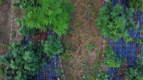 Drone tracking shot over growing cannabis plants Stock Footage 316905020