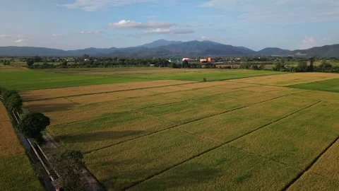 Drone tracking shot over vast green and golden rice fields with mountain Stock Footage 335792662