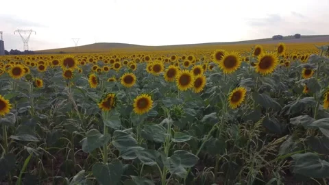 Drone tracking shot sideways over sunflower field. Stock Footage 323322934