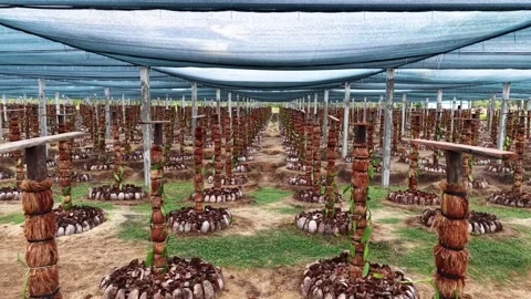 Drone Tracking Shot Through Vanilla Plantation , Sambava, Madagascar Stock Footage 330076253