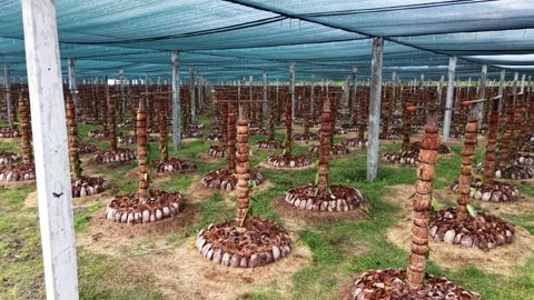 Drone Tracking Shot Through Vanilla Plantation , Sambava, Madagascar Видео 330076721