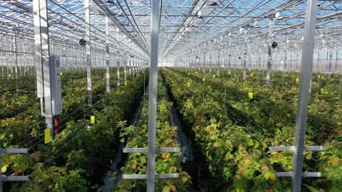 Drone tracking strawberry plants inside greenhouse Vidéo 327884382