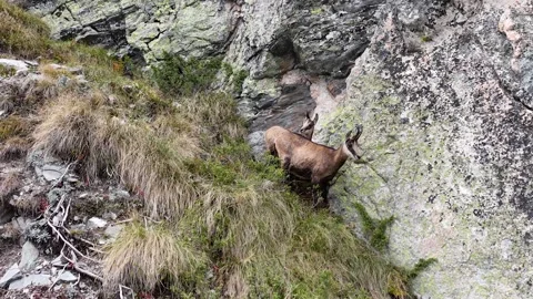 A drone tracking view of a herd of wild mountain goats running the Steep slope Stock Footage 290971491