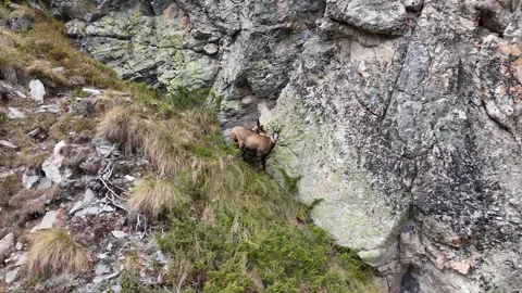 A drone tracking view of a herd of wild mountain goats running Stock Footage 293291358