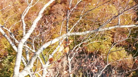 Drone trapped in a tree, tangled and stuck in branches. Quadcopter crash Stock Footage 164407463