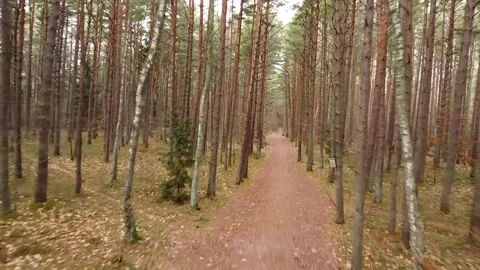 Drone traveling through dense forest path Stock Footage 321423201