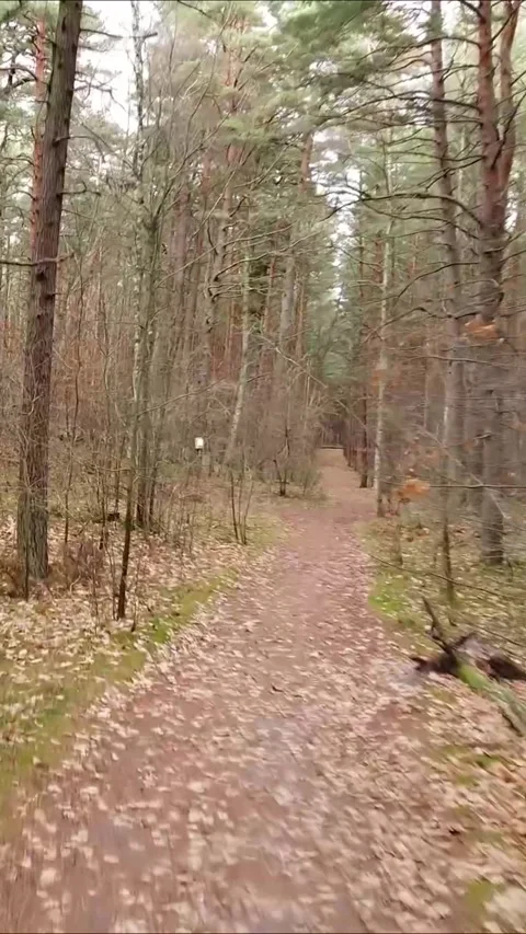 Drone traveling through dense forest path, Vertical 9:16. Stock Footage 322022003