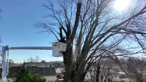 Drone Tree Removal Stock Footage 232936918