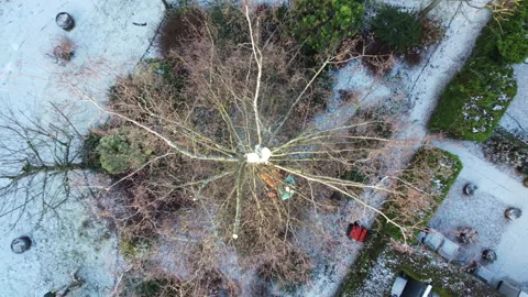 Drone Tree Surgery and Tree Cutting Safely Stock Footage 153871602