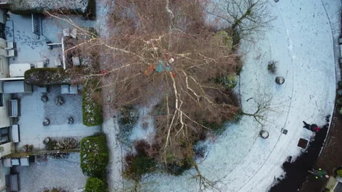 Drone Tree Surgery and Tree Cutting Safely Stock Footage 153874911