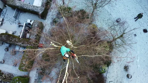 Drone Tree Surgery and Tree Cutting Safely Stock Footage 153876828