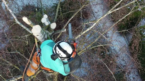 Drone Tree Surgery and Tree Cutting Safely Stock Footage 153877840