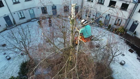 Drone Tree Surgery and Tree Cutting Safely Stock Footage 153877987