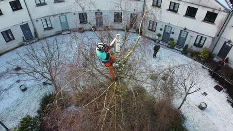Drone Tree Surgery and tTree Cutting Safely Stock Footage 153878001