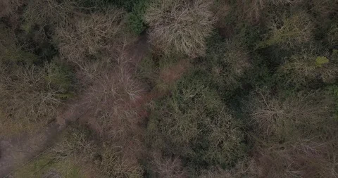 Drone Trees Vídeos de archivo 103945794