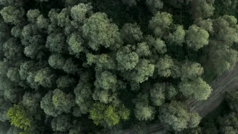 Drone, trees 動画素材 139976077