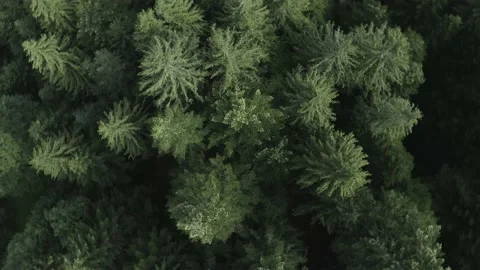 Drone, Trees.  Stock Footage 139976216