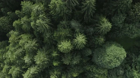 Drone, trees. Stock Footage 139976227