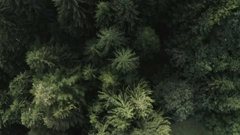 Drone, trees. Stock Footage 139976237