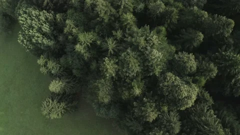 Drone, trees. Stock Footage 139976250