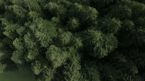 Drone, trees. 動画素材 139976260