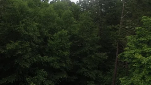 Drone Trees Lift off Video stock 251588739