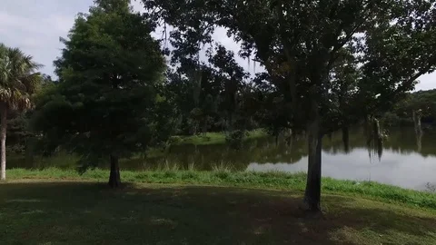 Drone trees moss 2shots Stock Footage 97173974