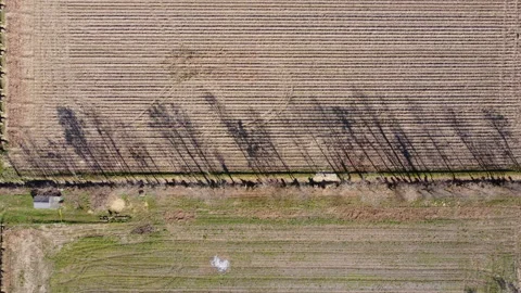 Drone trees shadows 스톡 동영상 149532114