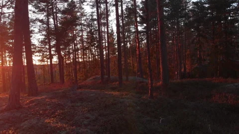 Drone Trough Sunset Forest Stockbeeldmateriaal 243228820