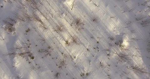Drone turn around over field and forest in winter. Stock Footage 71945850