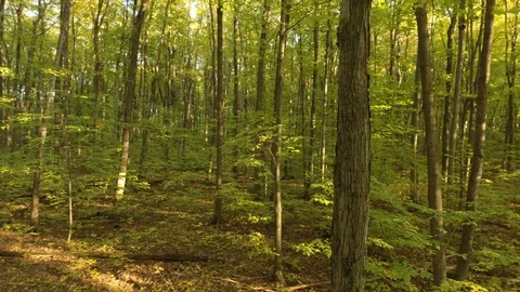 Drone turning in a slow circle around trees in autumn forest in Canada Stock Footage 119194381