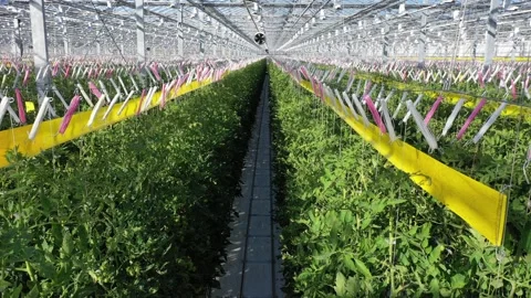 Drone turns above tomato rows in industrial greenhouse Vidéo 327692628