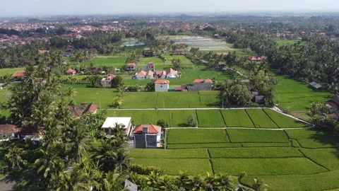 Drone of Ubud rice fields and homes - Bali, Indonesia Stock Footage 264770838