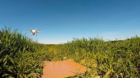 The drone use for inspect of crop on wheat fields. Stock Footage 89505320