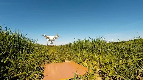 The drone use for inspect of crop on wheat fields. Stock Footage 89505708