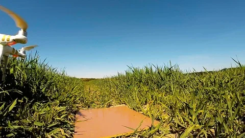 The drone use for inspect of crop on wheat fields. Stock Footage 89506533
