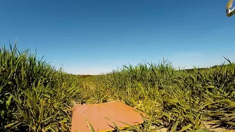 The drone use for inspect of crop on wheat fields. Stock Footage 89508748