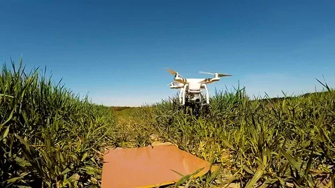 The drone use for inspect of crop on wheat fields. Stock Footage 89509653